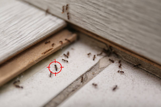 Flea Control Services in Pilot Mountain, NC