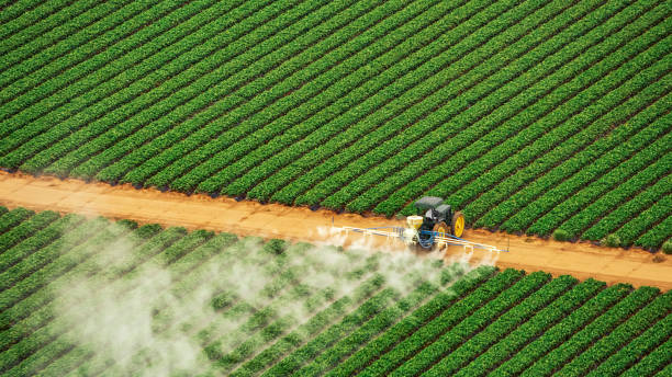 Best Termite Control Services  in Pilot Mountain, NC