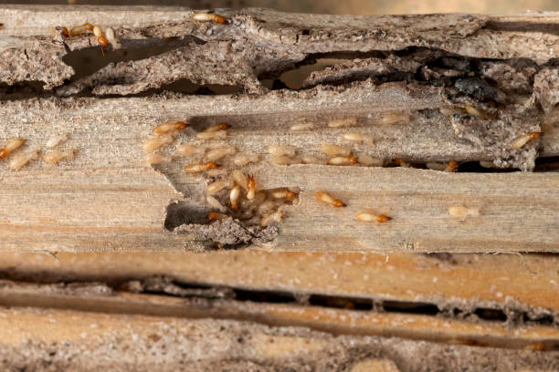 Best Exterminator Services  in Pilot Mountain, NC